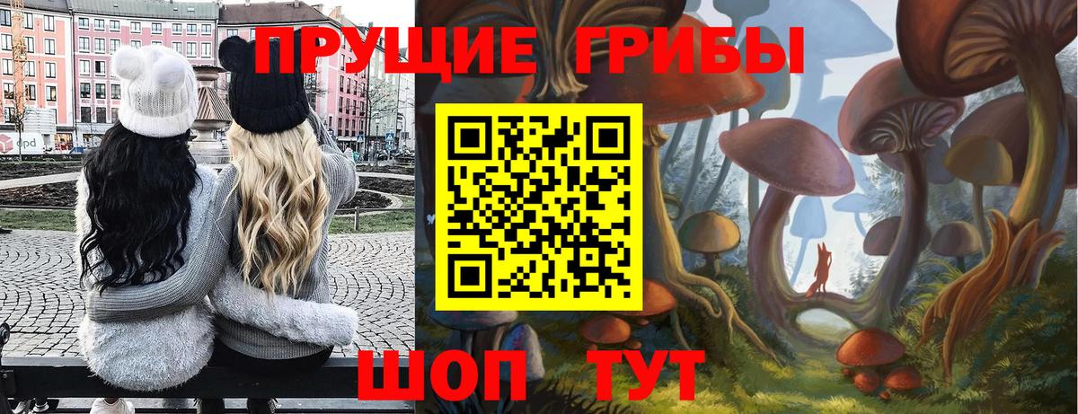 Дивногорск  Псилоцибиновые грибы Psilocybine cubensis  Вход с VPN  Псилоцибиновые грибы Psilocybe 